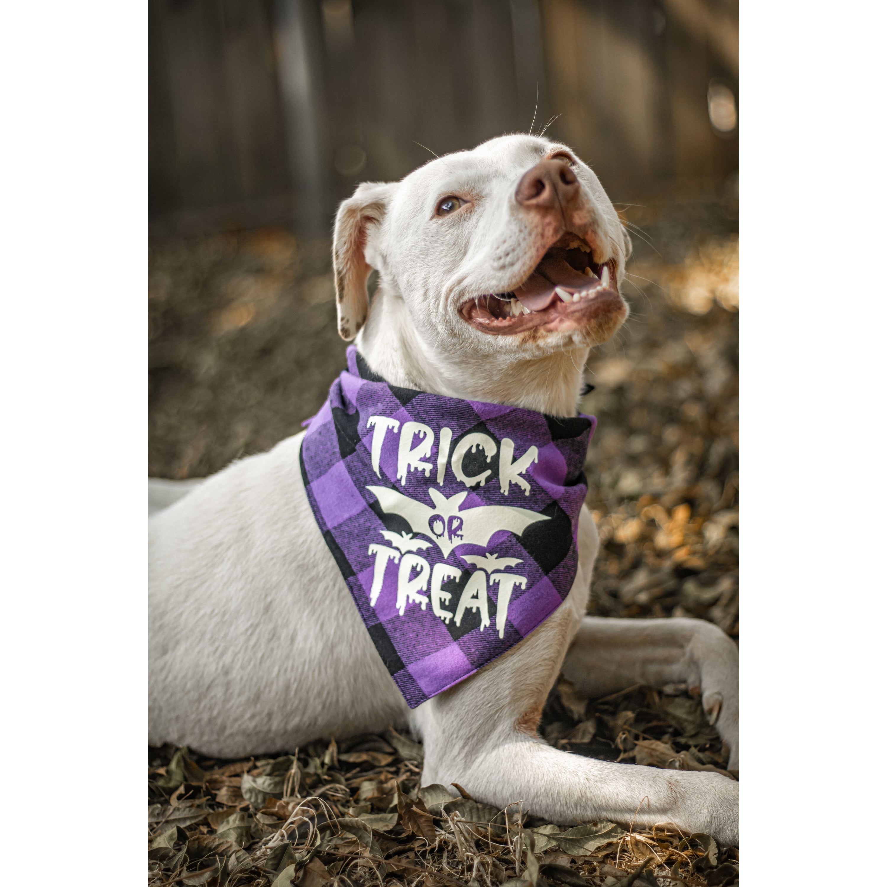 Halloween Dog Triangle Collar/Scarf*