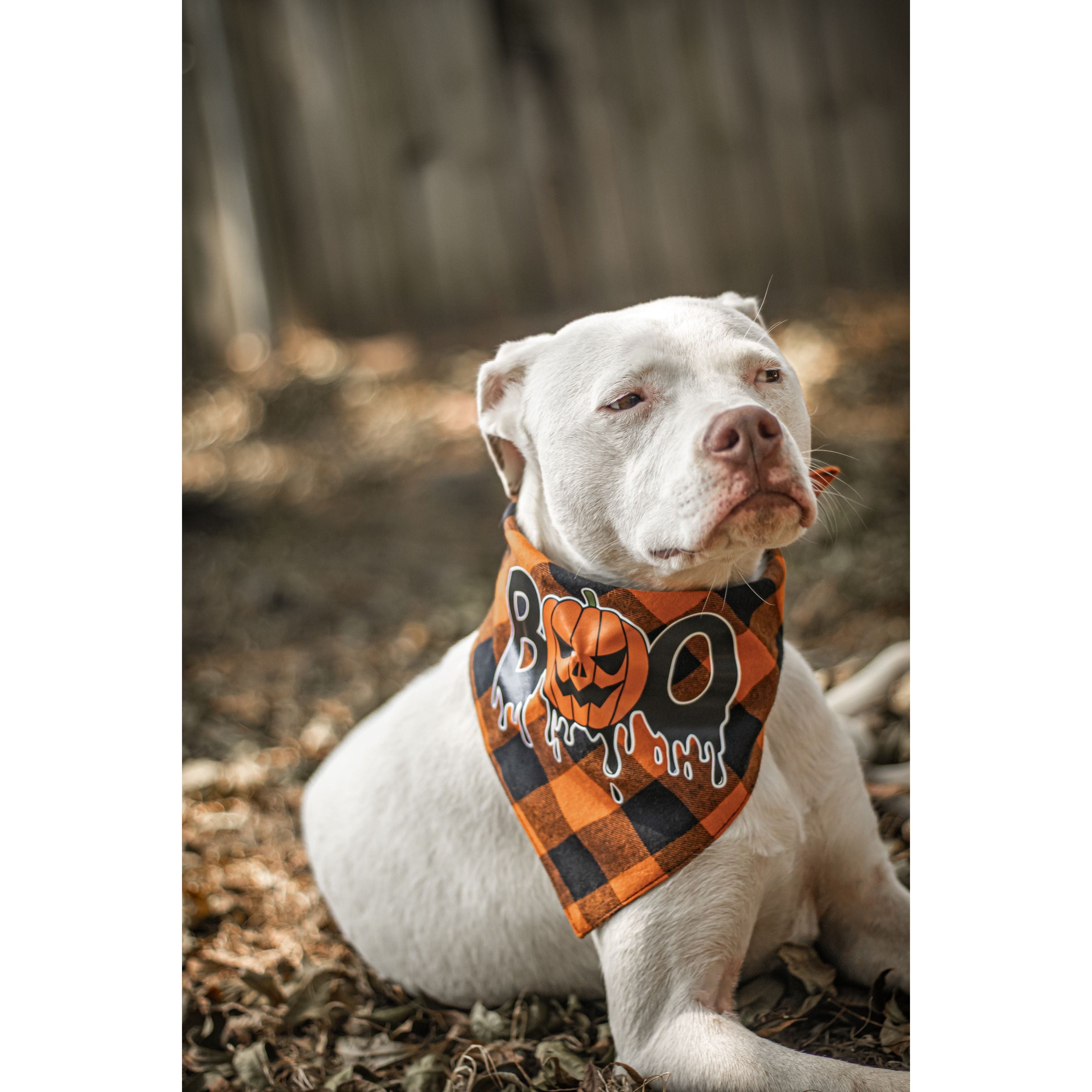 Halloween Dog Triangle Collar/Scarf*