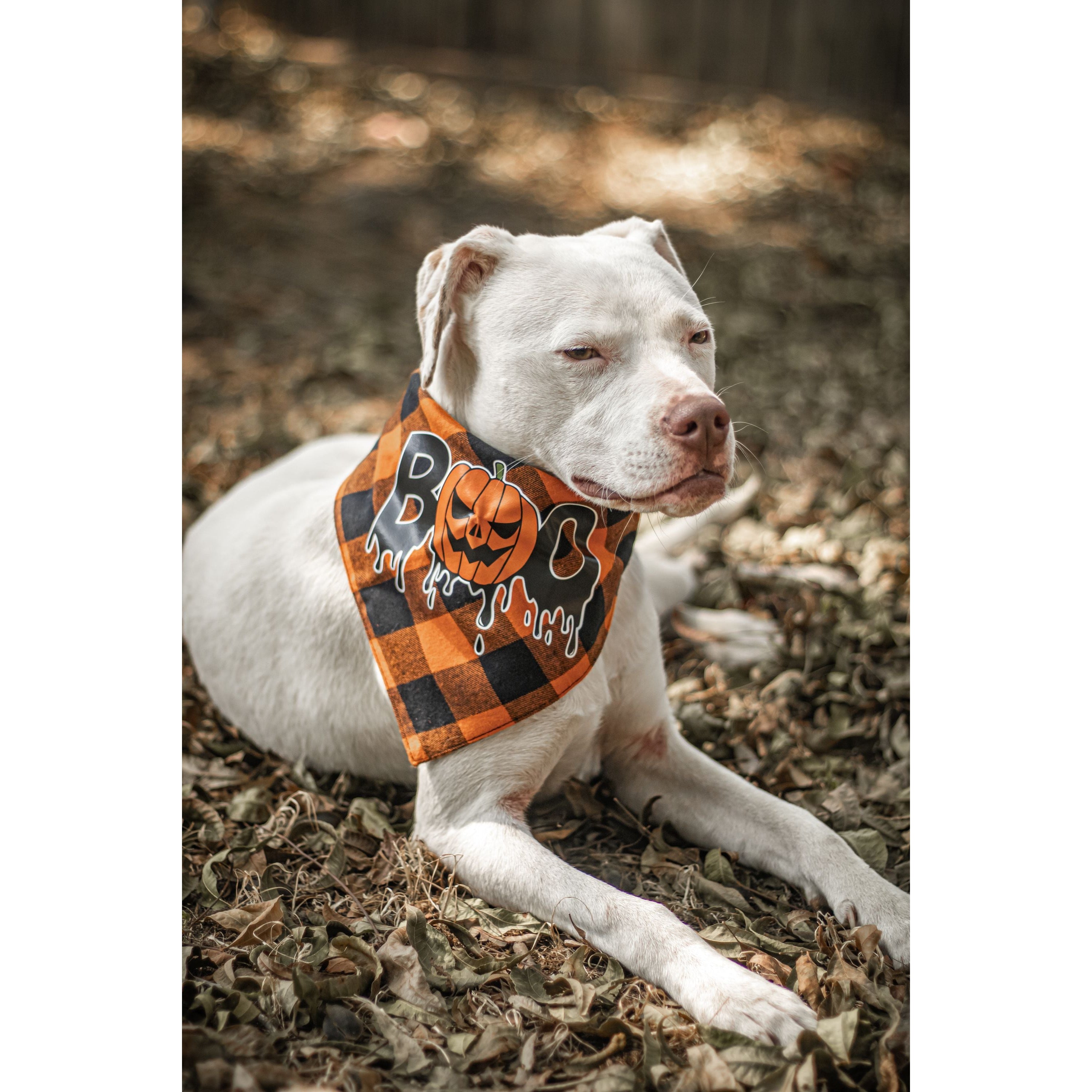 Halloween Dog Triangle Collar/Scarf*
