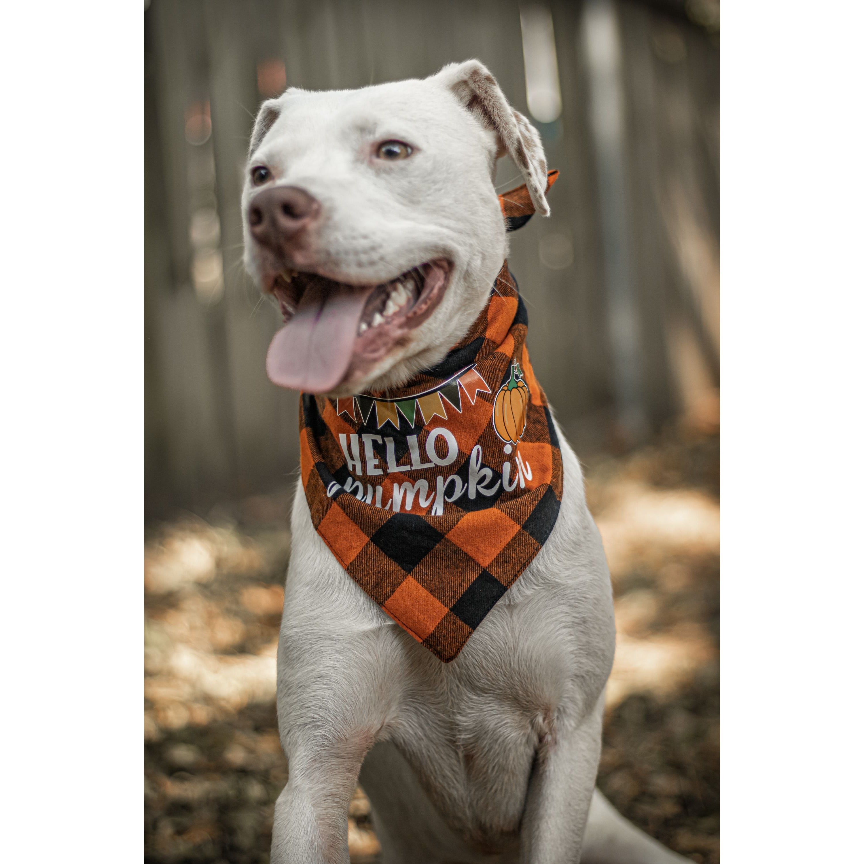 Halloween Dog Triangle Collar/Scarf*
