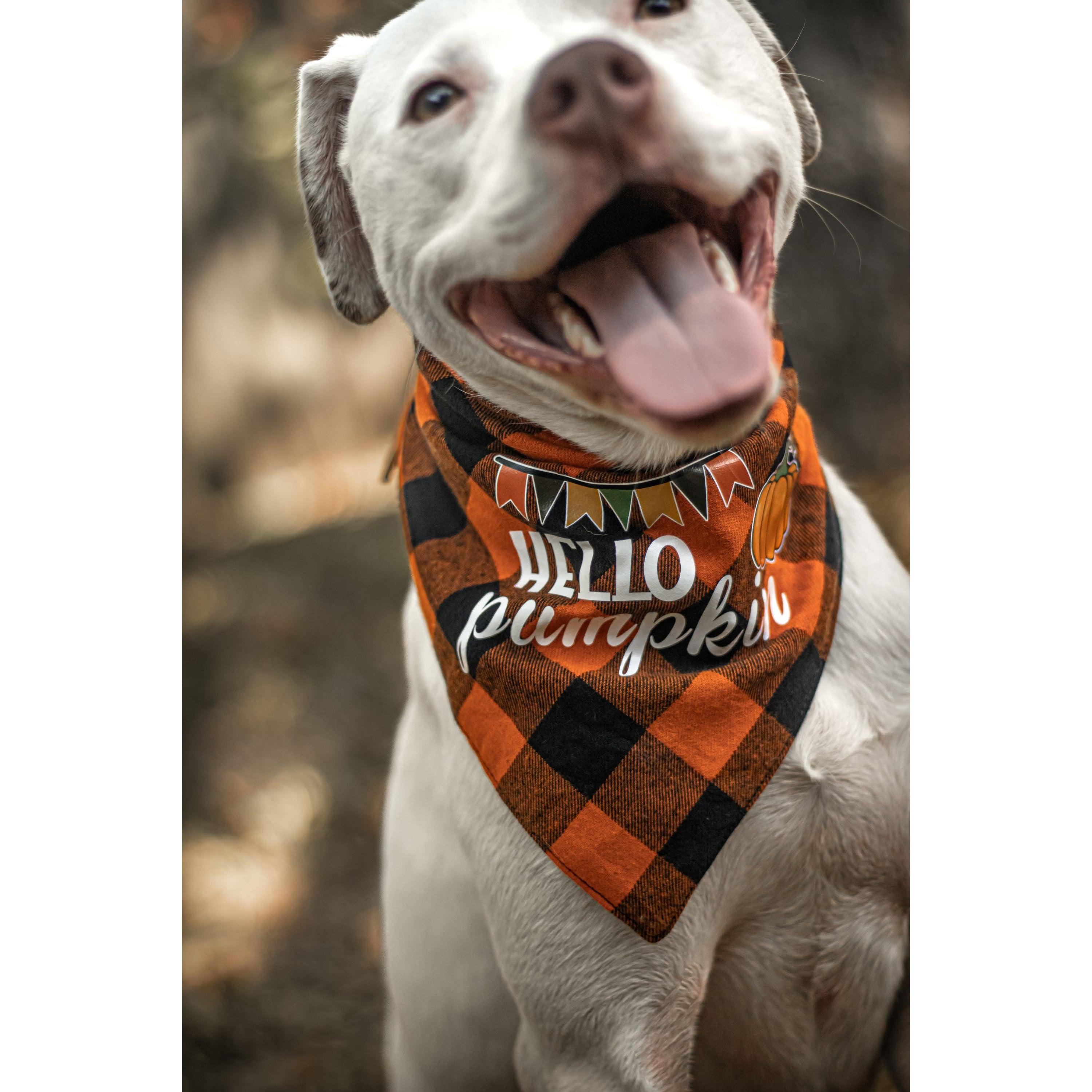 Halloween Dog Triangle Collar/Scarf*