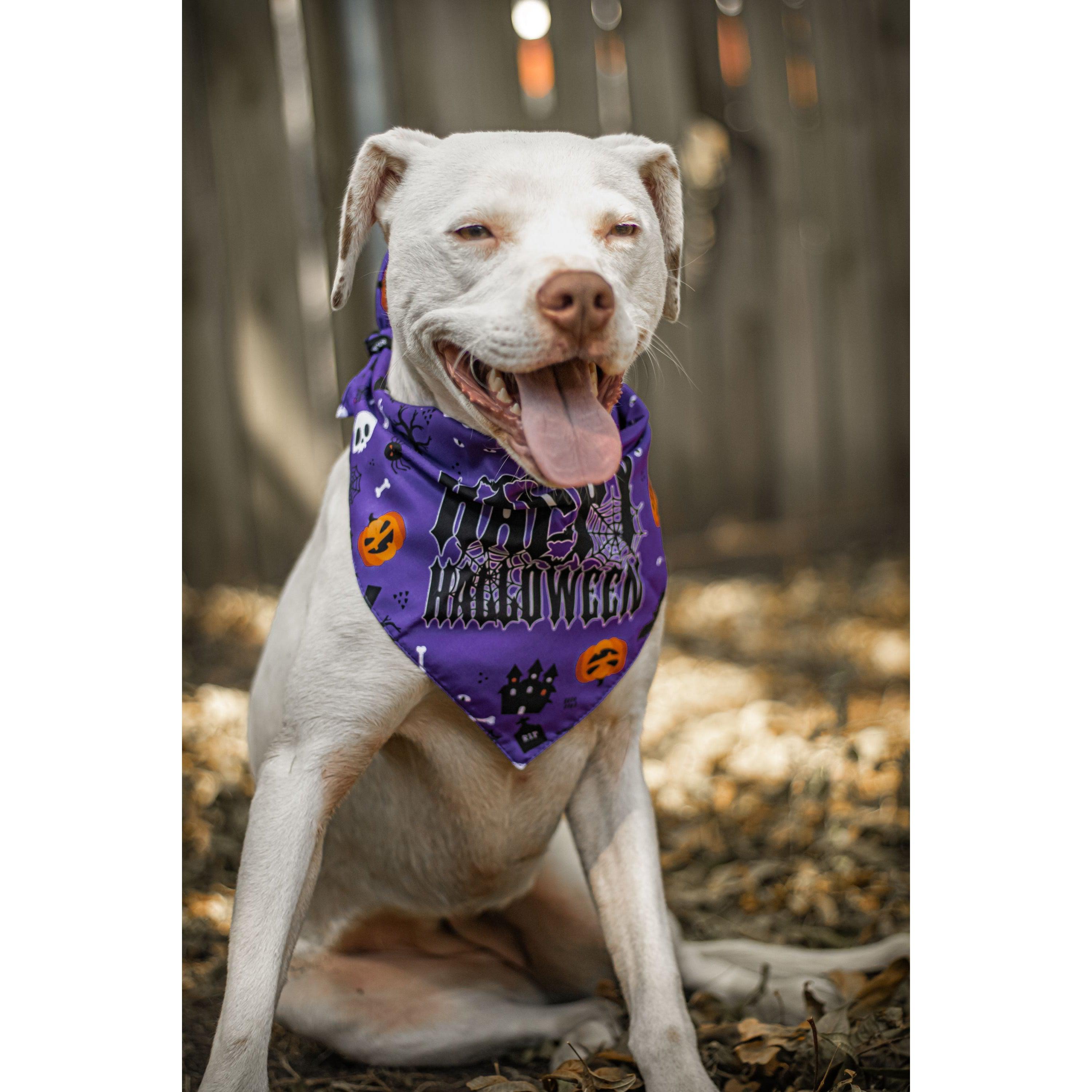 Halloween Dog Triangle Collar/Scarf*